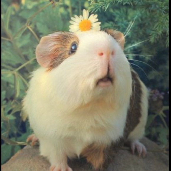 guineapigs454